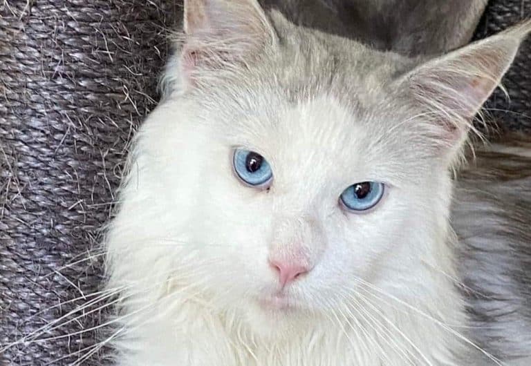 maine-coon-black-silver-shaded-et-blanc-yeux-bleu-ns11-09-elevage-au-margail-male-aspect-ratio-550-380